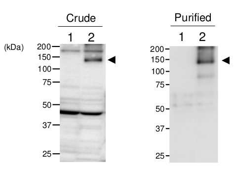 western blot using anti-TPS1 antibodies